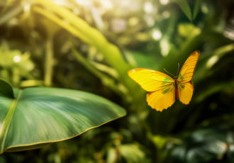 beau-papillon-dans-nature